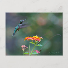 Ruffled Feathers ~ Hummingbird fliegen Postkarte