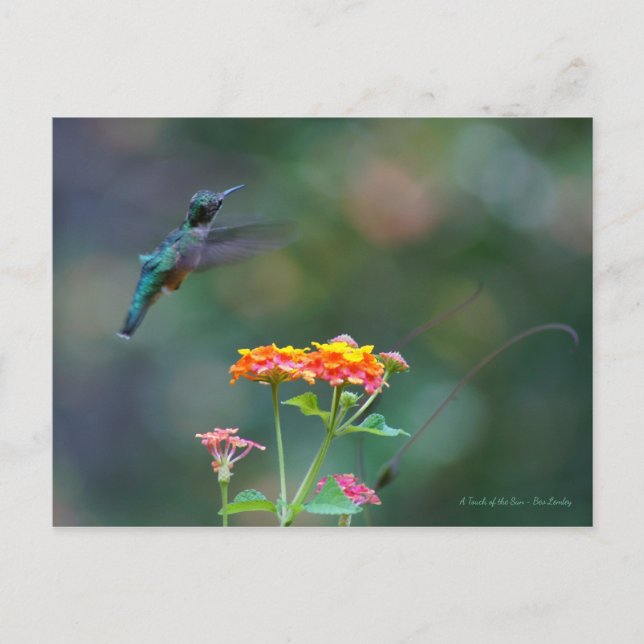 Ruffled Feathers ~ Hummingbird fliegen Postkarte (Vorderseite)