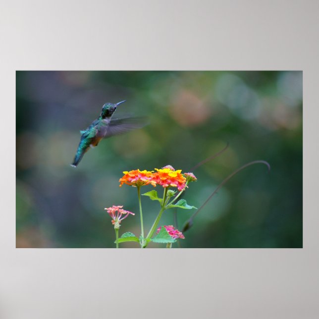Ruffled Hummer Poster (Vorne)