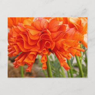 Ruffled Ranunculus Postcard Postkarte