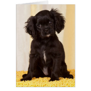 RUFFLES A BLACK CAVALIER KING CHARLES SPANIEL