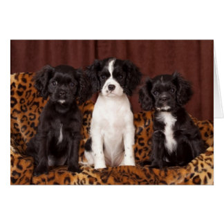Ruffles, Micah et Ace