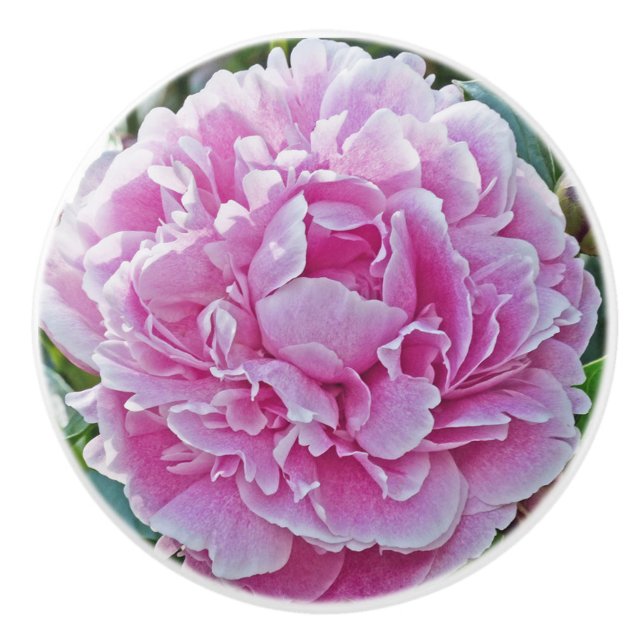 "Ruffles of Pink Peony" Keramikknauf (Vorderseite)