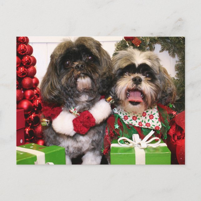 Ruffles und Riley - Shih Tzu - Miller Postkarte (Vorderseite)