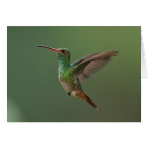 Rufous-angebundener Kolibri