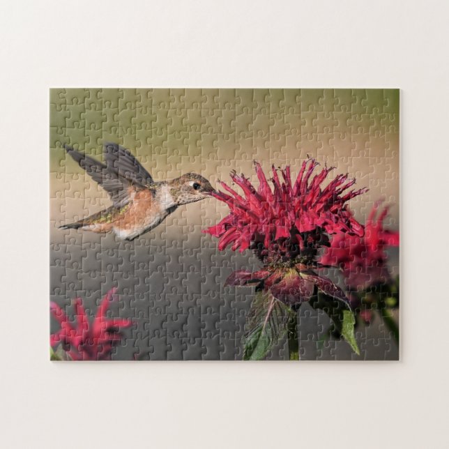 Rufous Bird Hummingbird Flight Wings Blume (Horizontal)