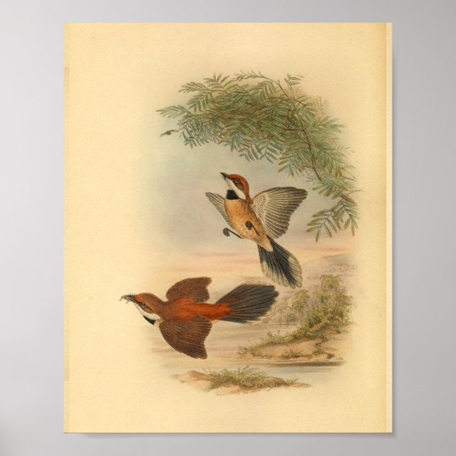 Rufous Fantail Red Flycatcher Bird Vintag Print Poster (Vorne)