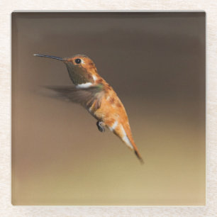Rufous Hummingbird auf dem Flug Glasuntersetzer