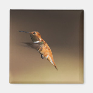 Rufous Hummingbird auf dem Flug Magnet