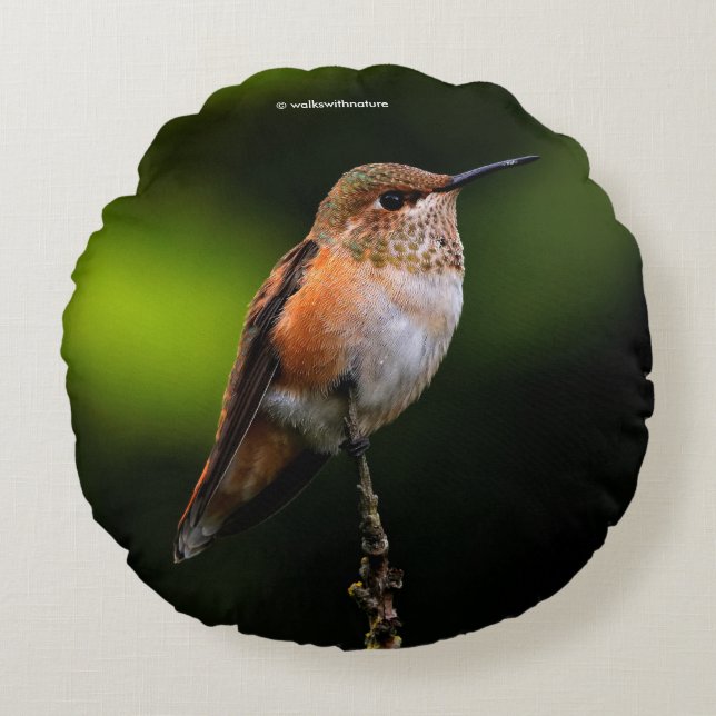 Rufous Hummingbird auf dem Hybridfruchtbaum Rundes Kissen (Vorderseite)