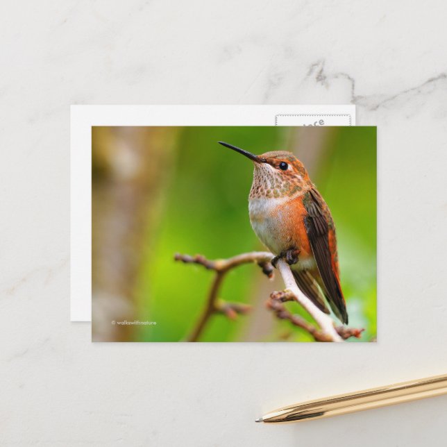 Rufous Hummingbird auf Pflaumenbaum Postkarte (Vorderseite/Rückseite Beispiel)
