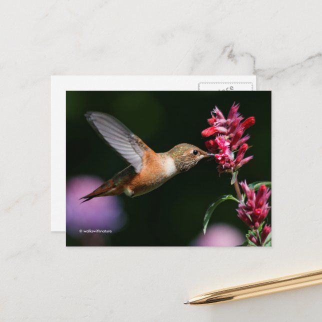 Rufous Hummingbird Drinking Anise Hyssop Nectar Postkarte (Vorderseite/Rückseite Beispiel)