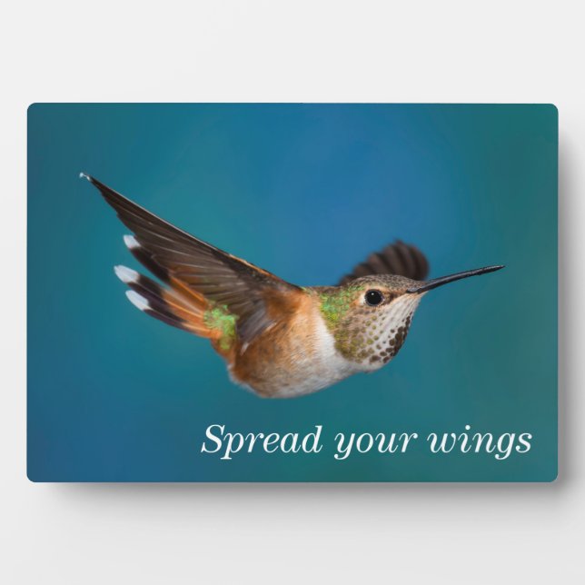 Rufous Hummingbird Fotoplatte (Vorderseite)