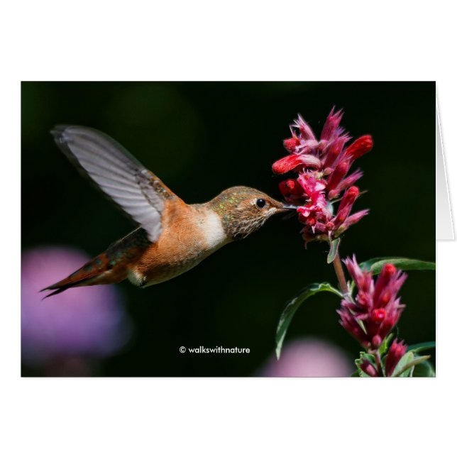 Rufous Hummingbird Füttre auf der Anise Hyssop (Vorderseite (Horizontal))
