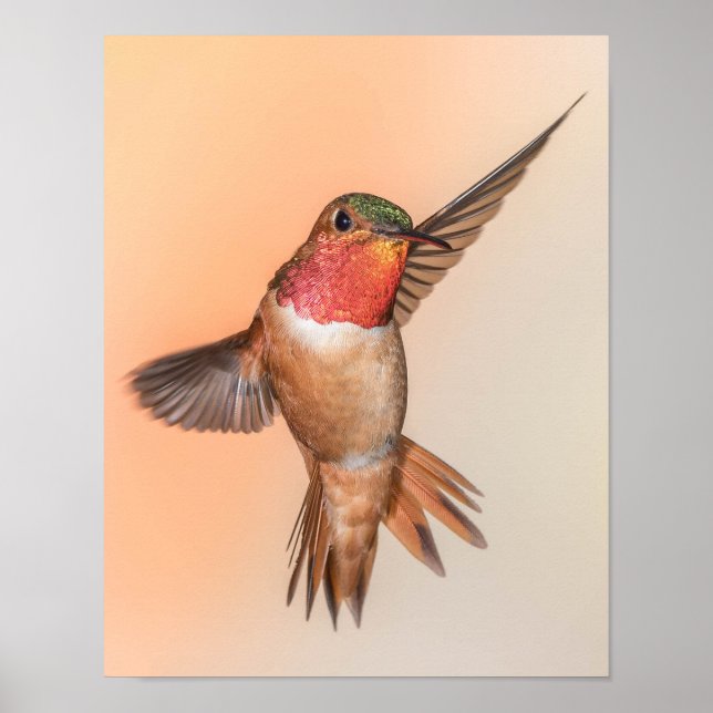 Rufous Hummingbird in einer Atemberaubenden Pose Poster (Vorne)