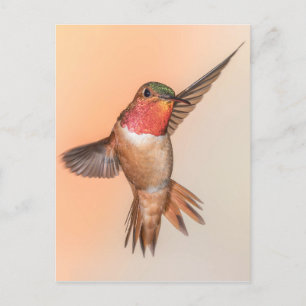 Rufous Hummingbird in einer Atemberaubenden Pose Postkarte