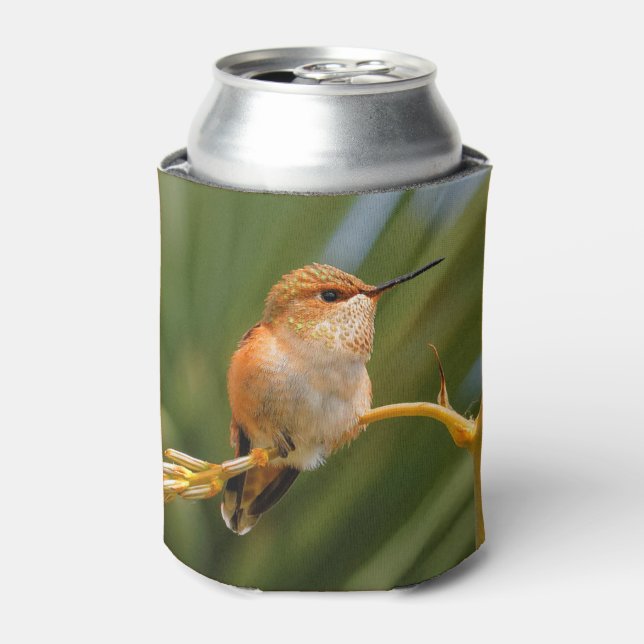 Rufous Hummingbird in Erholung Dosenkühler (Kanne Vorderseite)