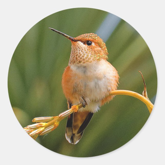 Rufous Hummingbird in Erholung Runder Aufkleber (Vorderseite)
