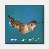 Rufous Hummingbird