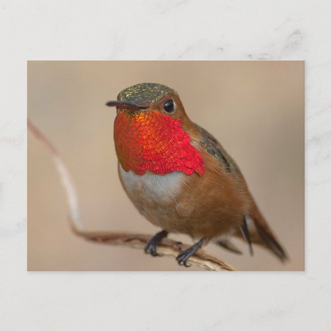 Rufous Hummingbird mit spektakulärem Orange Throat Postkarte (Vorderseite)