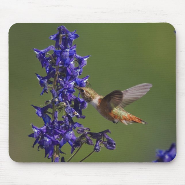 Rufous Hummingbird Mousepad (Vorne)