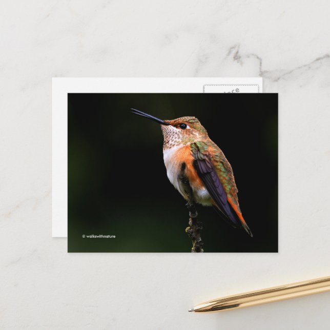 Rufous Hummingbird Perches auf Obstbaum Postkarte (Vorderseite/Rückseite Beispiel)
