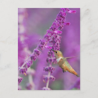 Rufous Hummingbird Postkarte