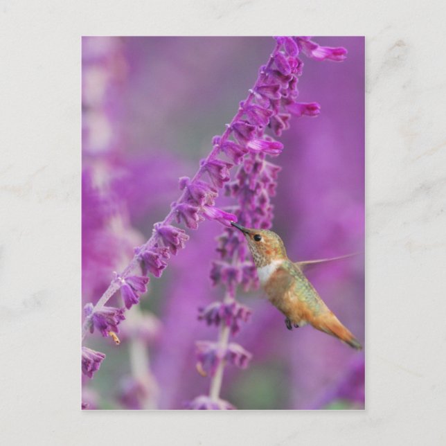 Rufous Hummingbird Postkarte (Vorderseite)