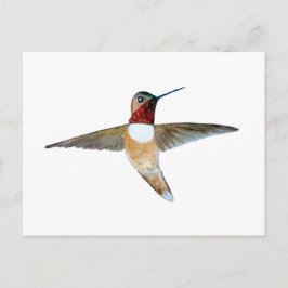 Rufous Hummingbird Postkarte