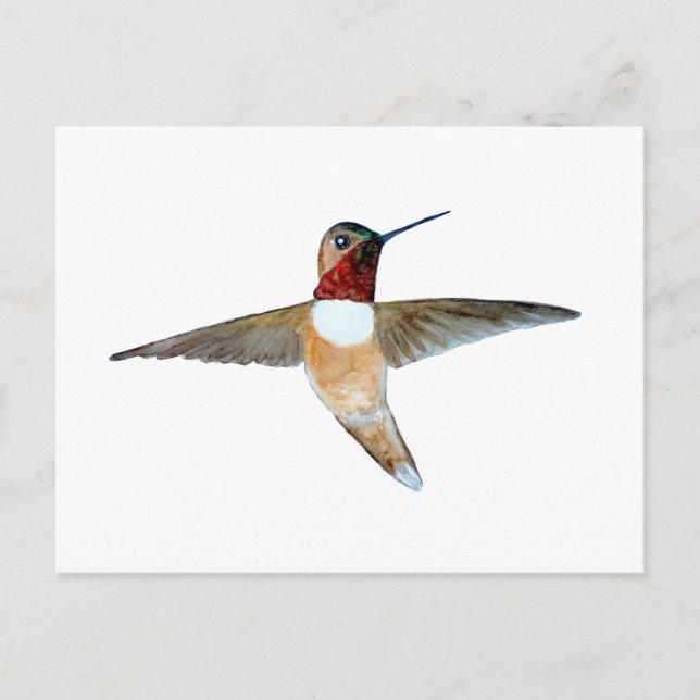 Rufous Hummingbird Postkarte (Vorderseite)