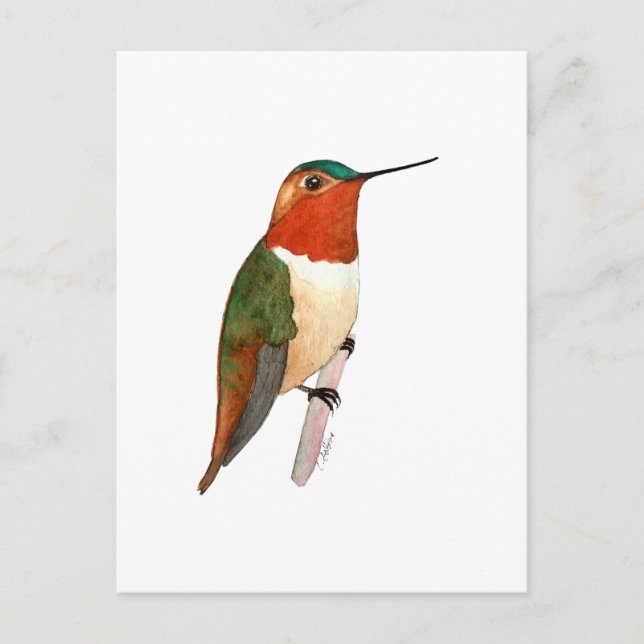 Rufous Hummingbird Postkarte (Vorderseite)