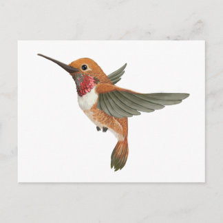 Rufous Hummingbird Postkarte