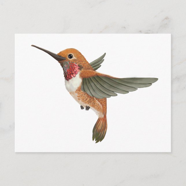Rufous Hummingbird Postkarte (Vorderseite)
