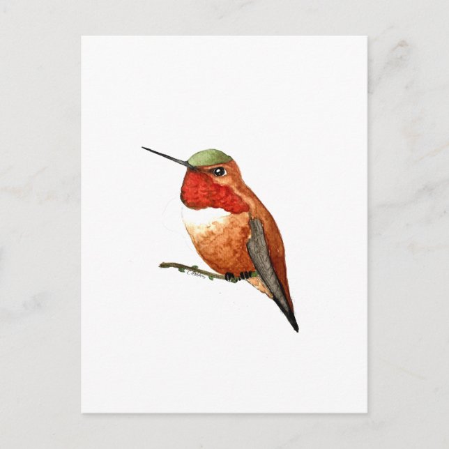 Rufous Hummingbird Postkarte (Vorderseite)