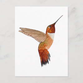 Rufous Hummingbird Postkarte