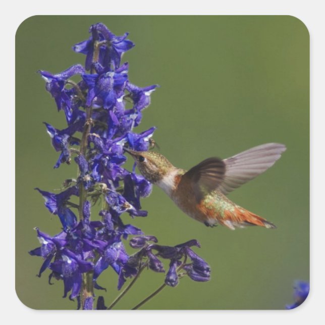 Rufous Hummingbird Quadratischer Aufkleber (Vorderseite)