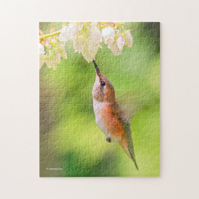 Rufous Hummingbird Sips Blueberry Blossom Nectar (Vertikal)