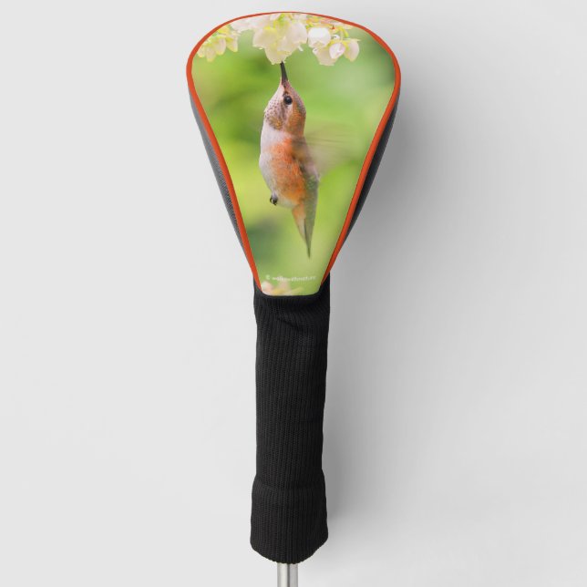 Rufous Hummingbird Sips Blueberry Blossom Nectar Golf Headcover (Vorderseite)