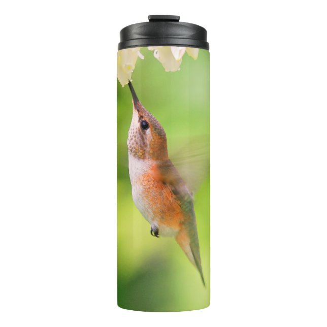 Rufous Hummingbird Sips Blueberry Blossom Nectar Thermosbecher (Vorderseite)