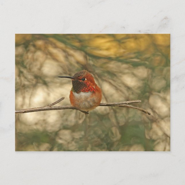 Rufous Hummingbird Sitting Postkarte (Vorderseite)