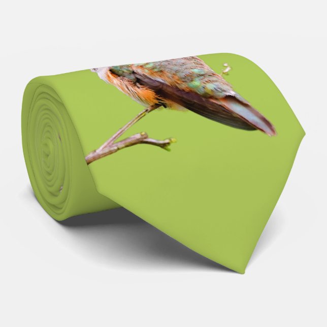 Rufous Hummingbird sitzt im kalifornischen Lilac Krawatte (Gerollt)