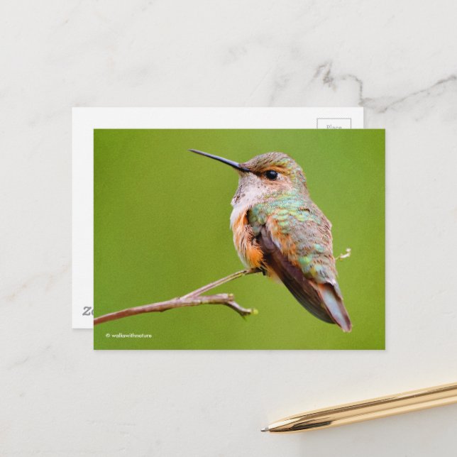 Rufous Hummingbird sitzt im kalifornischen Lilac Postkarte (Vorderseite/Rückseite Beispiel)