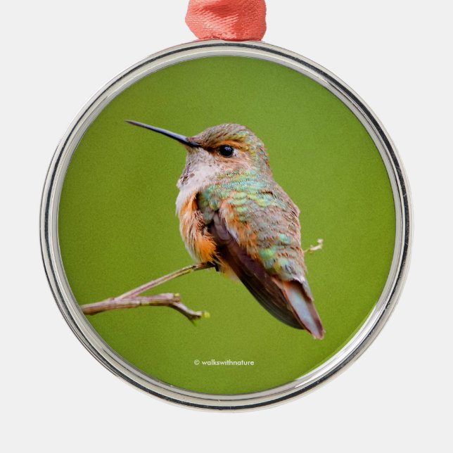 Rufous Hummingbird sitzt im kalifornischen Lilac Silbernes Ornament (Vorne)