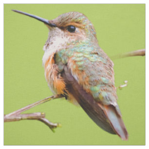 Rufous Hummingbird sitzt im kalifornischen Lilac Stoff