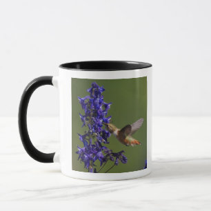 Rufous Hummingbird Tasse