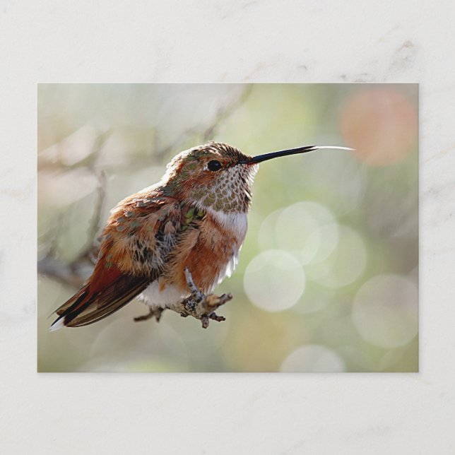 Rufous Hummingbird Tounge Postkarte (Vorderseite)