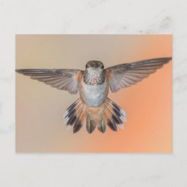 Rufous Hummingbird Wings Wide Open Postkarte