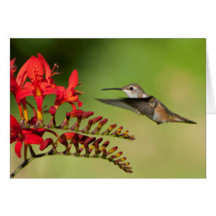 Rufous Kolibri bei Lucifer Crocosmia