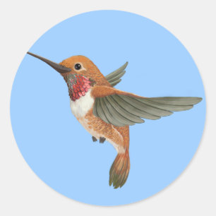 Rufous Kolibri Runder Aufkleber