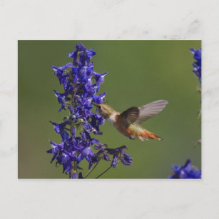 Rufous Kolibri, Selasphorus rufus, weiblich Postkarte
